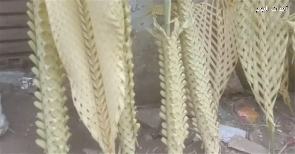 شراء سعف النخيل يتزايد حول كنائس السويس لأحد الشعانين