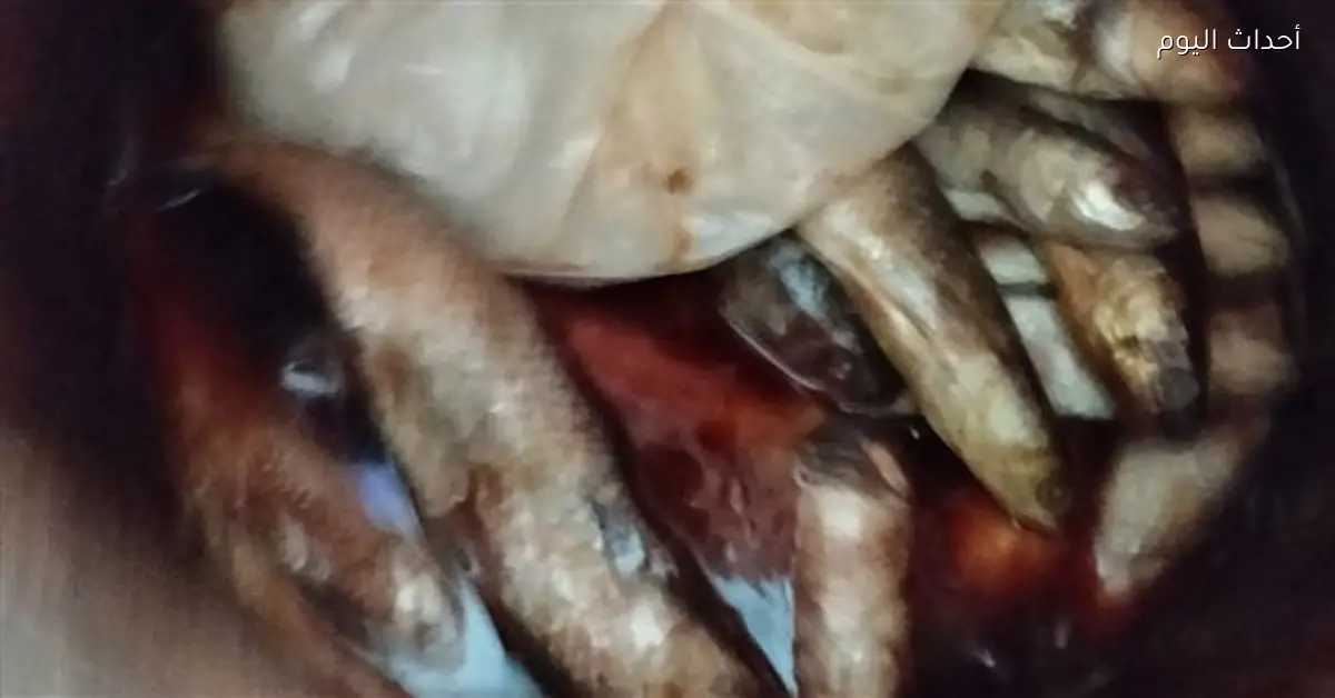 ضبط 600 كيلو فسيخ وسردين فاسد في الدقهلية