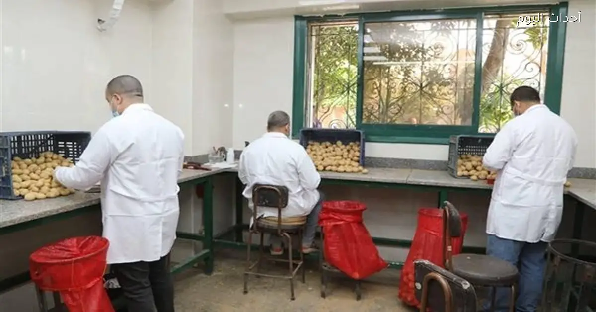 فحص 252 ألف طن بطاطس في مارس وإجمالي الموسم يتجاوز 660 ألف طن