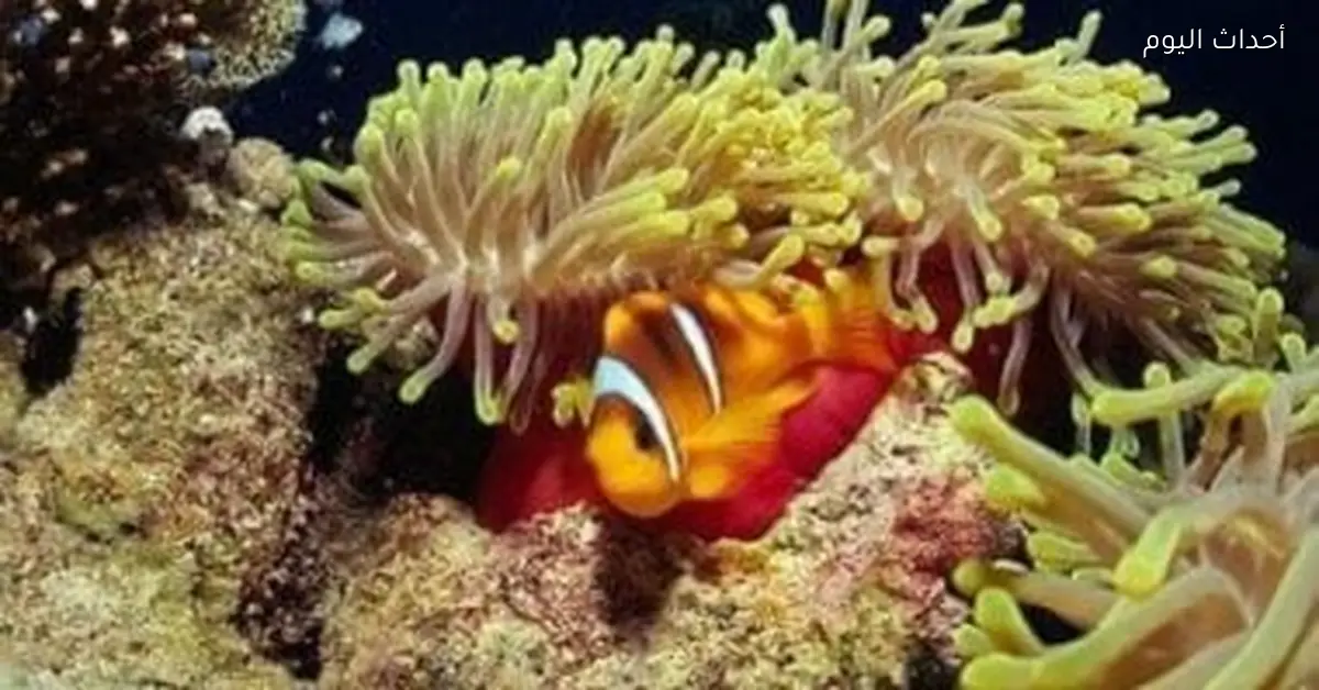 كهوف الشعاب في البحر الأحمر عالم نادر من الكائنات البحرية