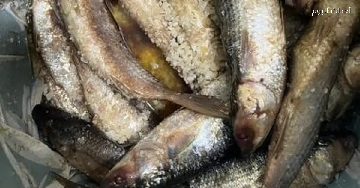 موسم الأسماك المملحة يزداد نشاطه في الدقهلية قبل شم النسيم